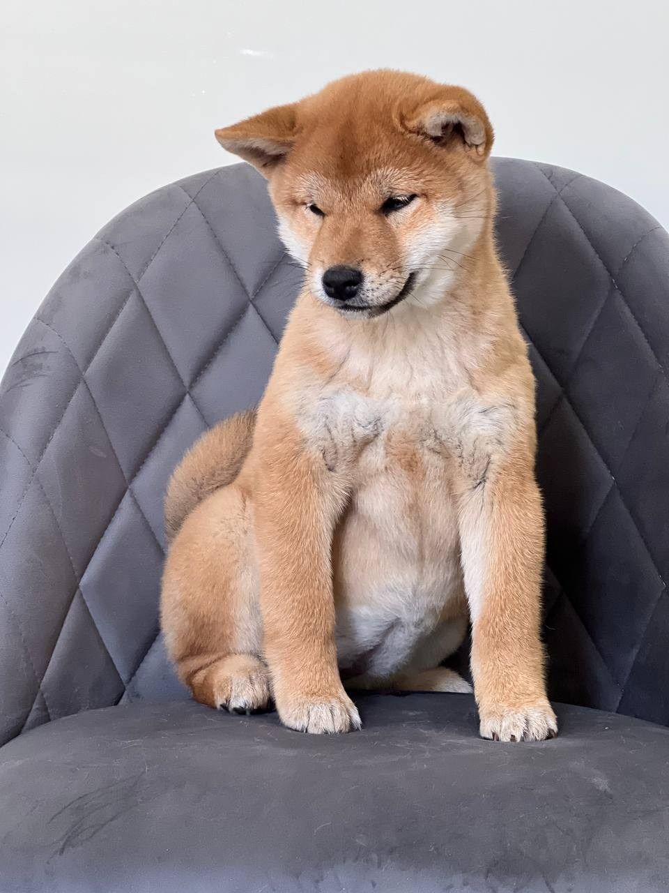 Сиба Rubylight Zoe питомник Рубилайт 