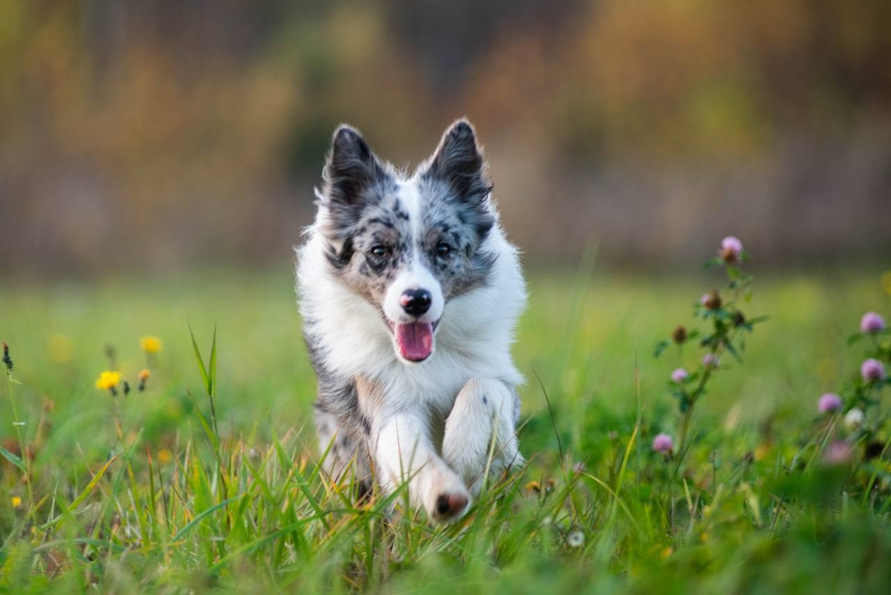 Фритсвит. Семейный фотограф Ефремова Виктория