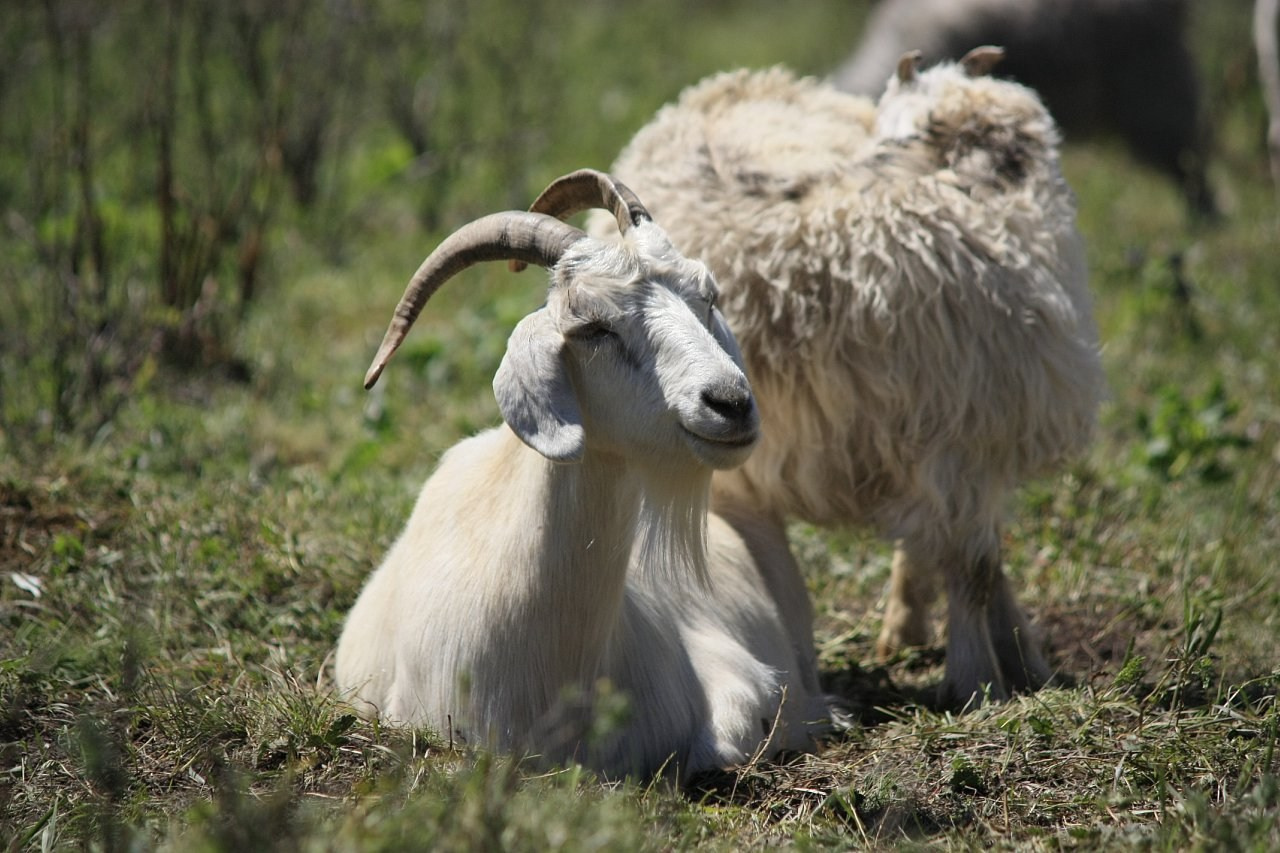 Тыва. ZAGLADIN Bureau