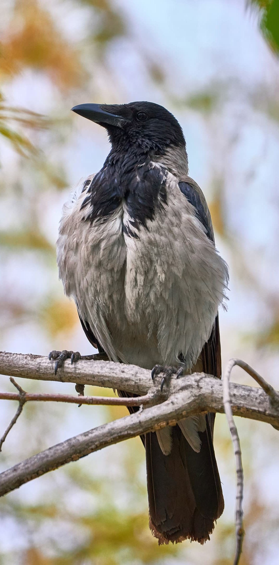 Международная онлайн-фотошкола Сергея Рожнова
