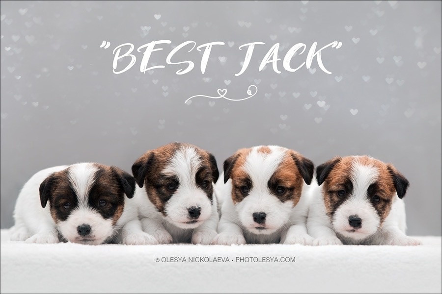 Щенки. Джек Рассел терьер. Санкт-Петербург. Щенки Джек Рассел терьера