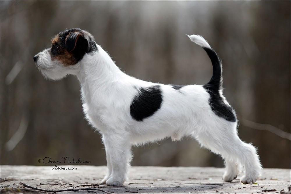 Best Jack Lacoste. Джек Рассел терьер. Санкт-Петербург. Щенки Джек Рассел терьера