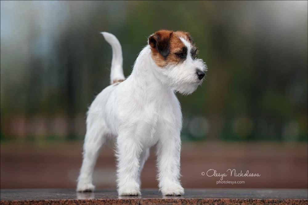 DBF I Da Man. Джек Рассел терьер. Санкт-Петербург. Щенки Джек Рассел терьера