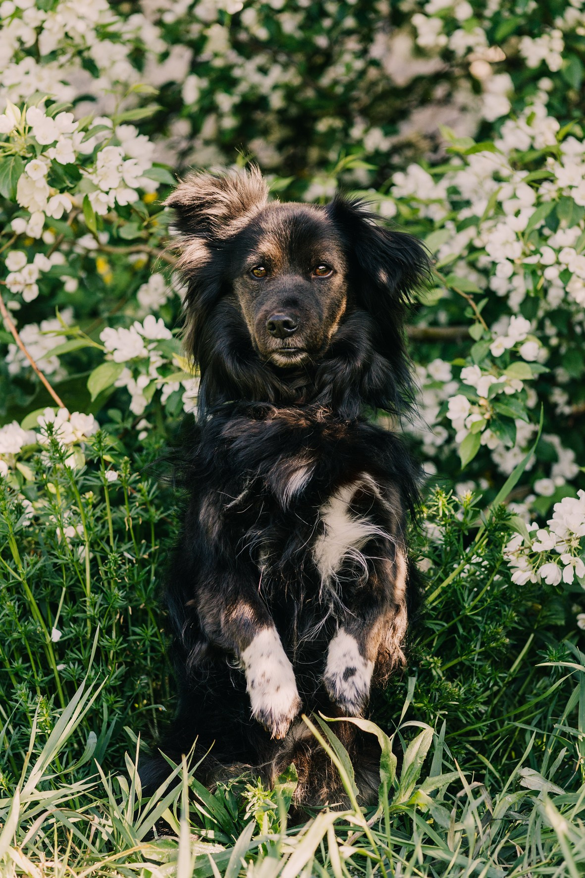 Life with dog. Saamill