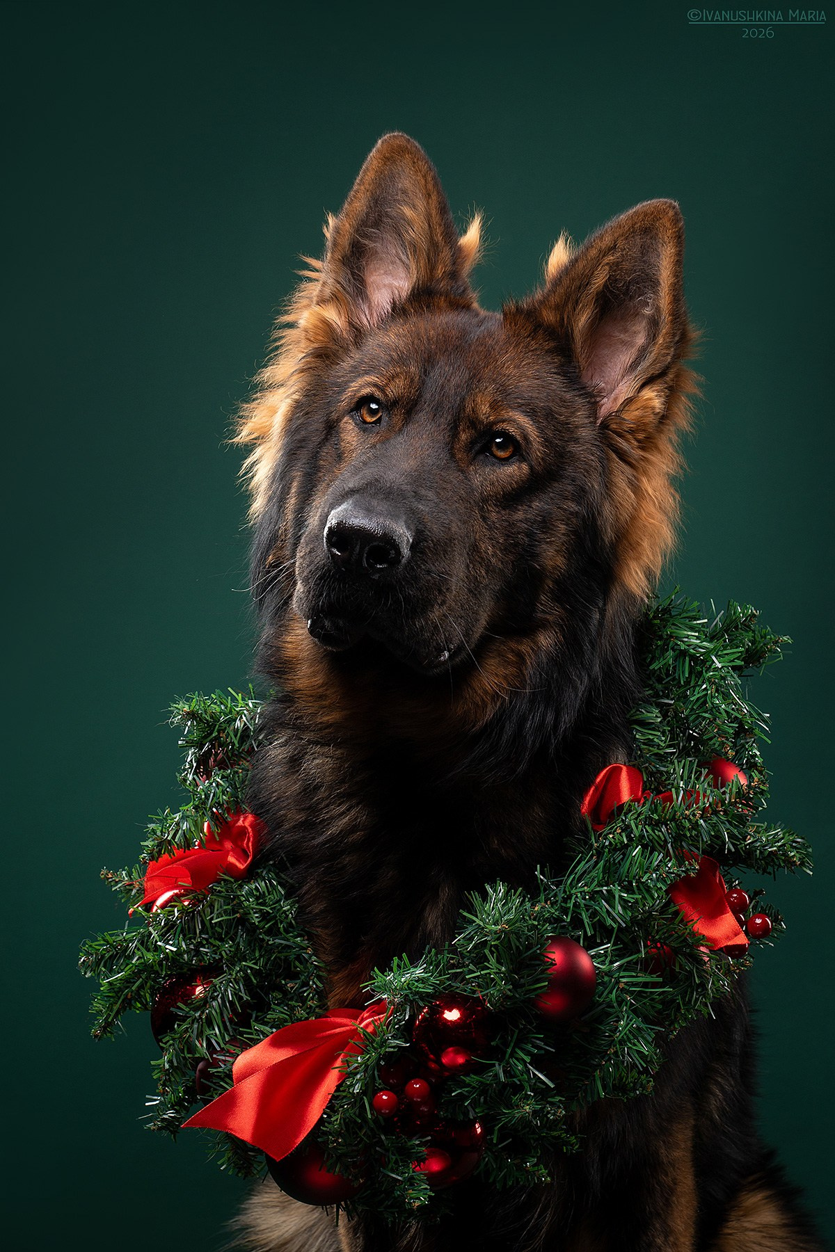 Фотосессия собаки в студии. Фотограф собак в Москве и Московской области Иванушкина Мария