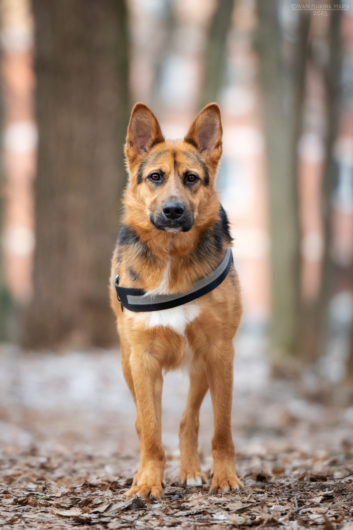 Пиарные фотосессии собак на пристройство. Фотограф собак в Москве и Московской области Иванушкина Мария