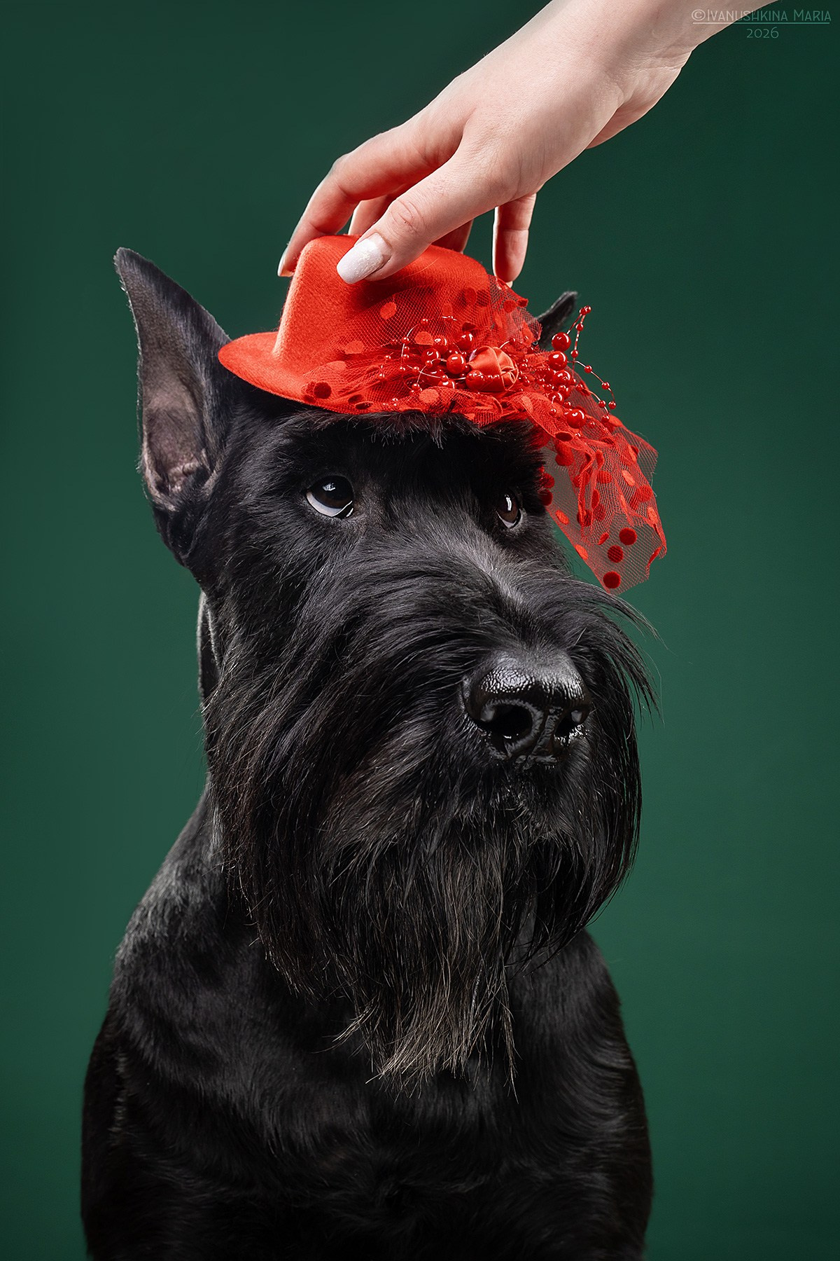 Фотосессия собаки в студии. Фотограф собак в Москве и Московской области Иванушкина Мария