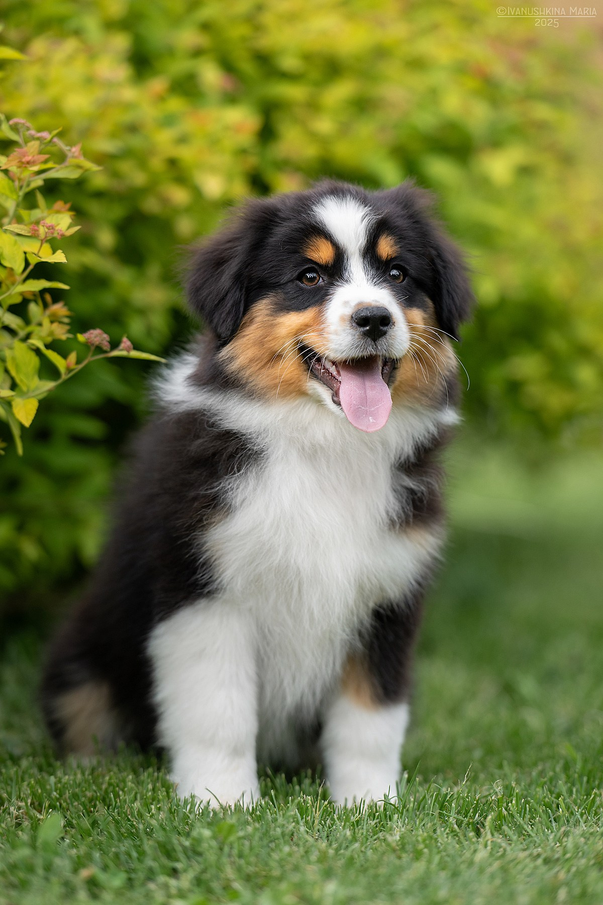 Фотосессия щенков на продажу. Фотограф собак в Москве и Московской области Иванушкина Мария