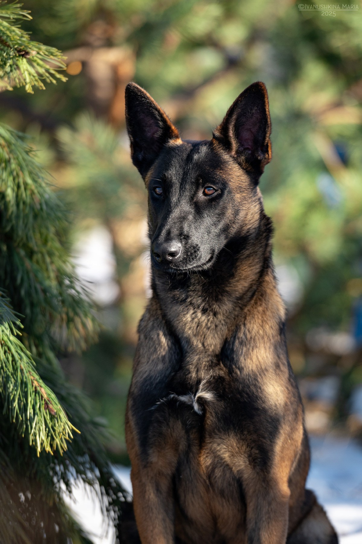Фотограф-анималист. Фотограф собак в Москве и Московской области Иванушкина Мария