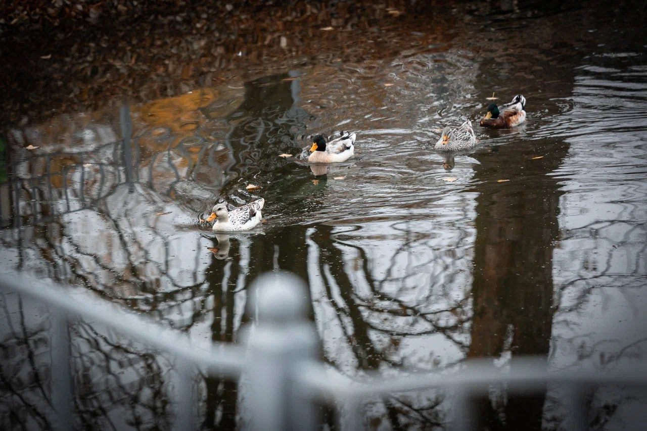 Даниил & Арина