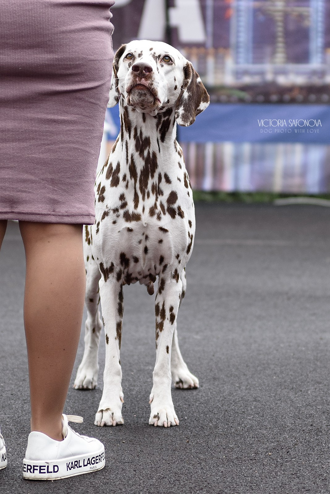 12–13 августа 2023 Благовещенск. Фотограф анималист Благовещенск. Сафонова Виктория