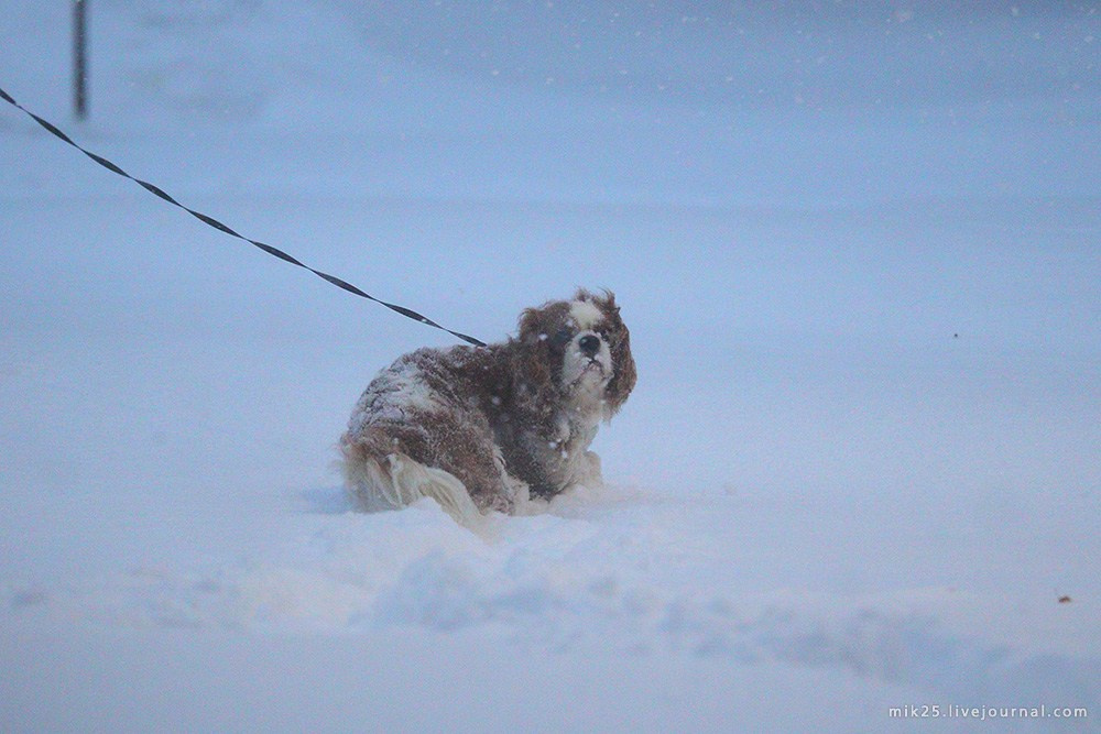 Новогодний снежок. Mik25