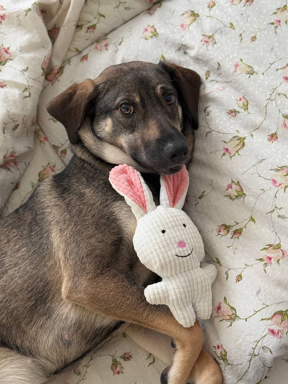 Уже дома. Забери домой друга