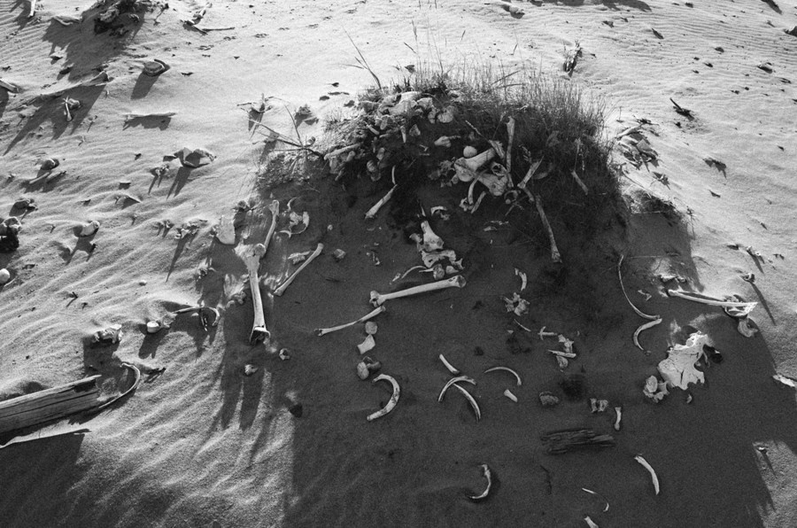 Summer Shore. Vitaly Severov