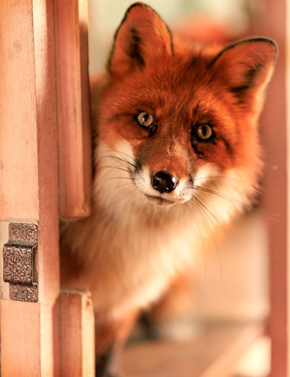 Парк-заповедник Купидон. Семейный фотограф в Димитровграде Елена Патрушева
