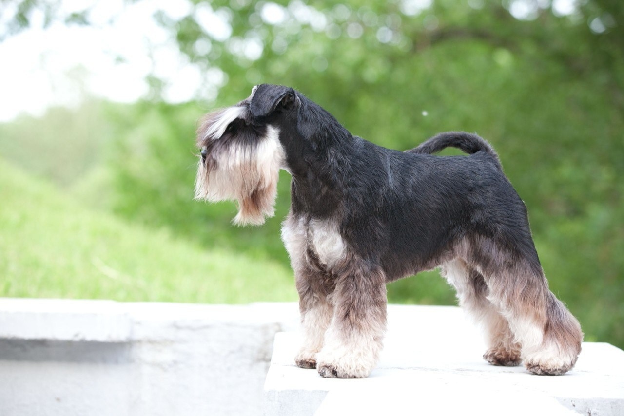 Питомник Делинсо Бэлэнс, щенки цвергшнауцера, купить щенка цвергшнауцера, питомник цвергшнауцеров, кобель цвергшнауцера для вязки, щенок цвергшнауцера, питомник цвергшнауцеров, черный с серебром, цверг, лучший питомник в беларуси, питомник цвергшнауцеров минск