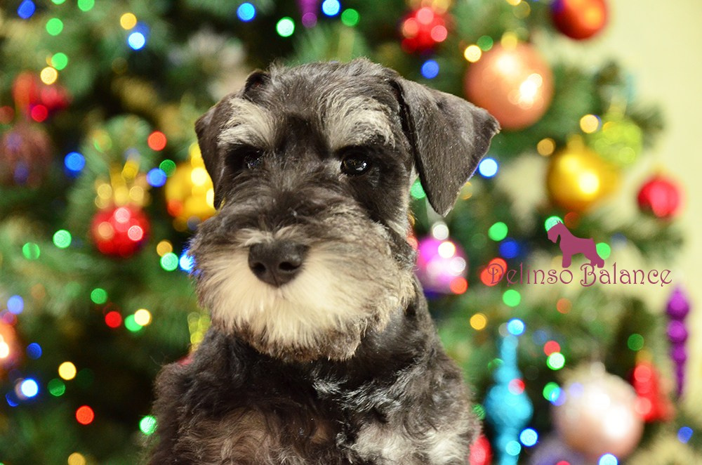 Litter «UY» 10.10.2025. Питомник цвергшнауцеров в Беларуси «Делинсо Бэлэнс»