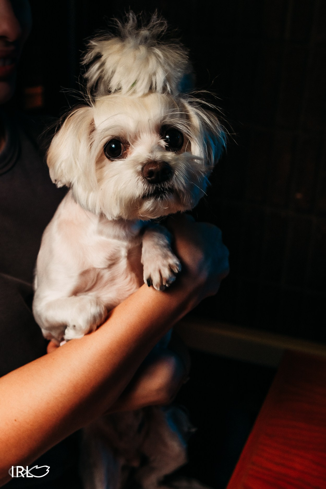 Премиум заведения. ИРЛ — Проект