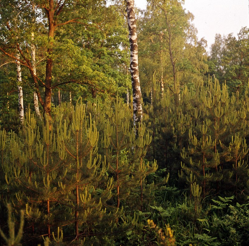 Лето. ВАДИМ ГИППЕНРЕЙТЕР — ВЕЛИКИЙ ФОТОГРАФ ЗЕМЛИ РУССКОЙ