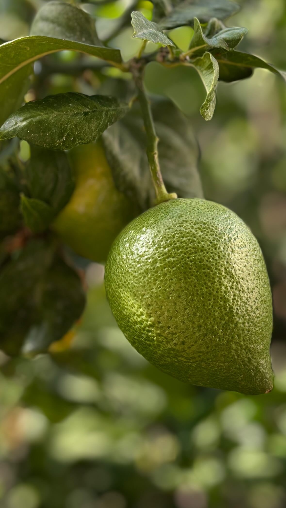Алания, Турция. Персональный фотограф Москва