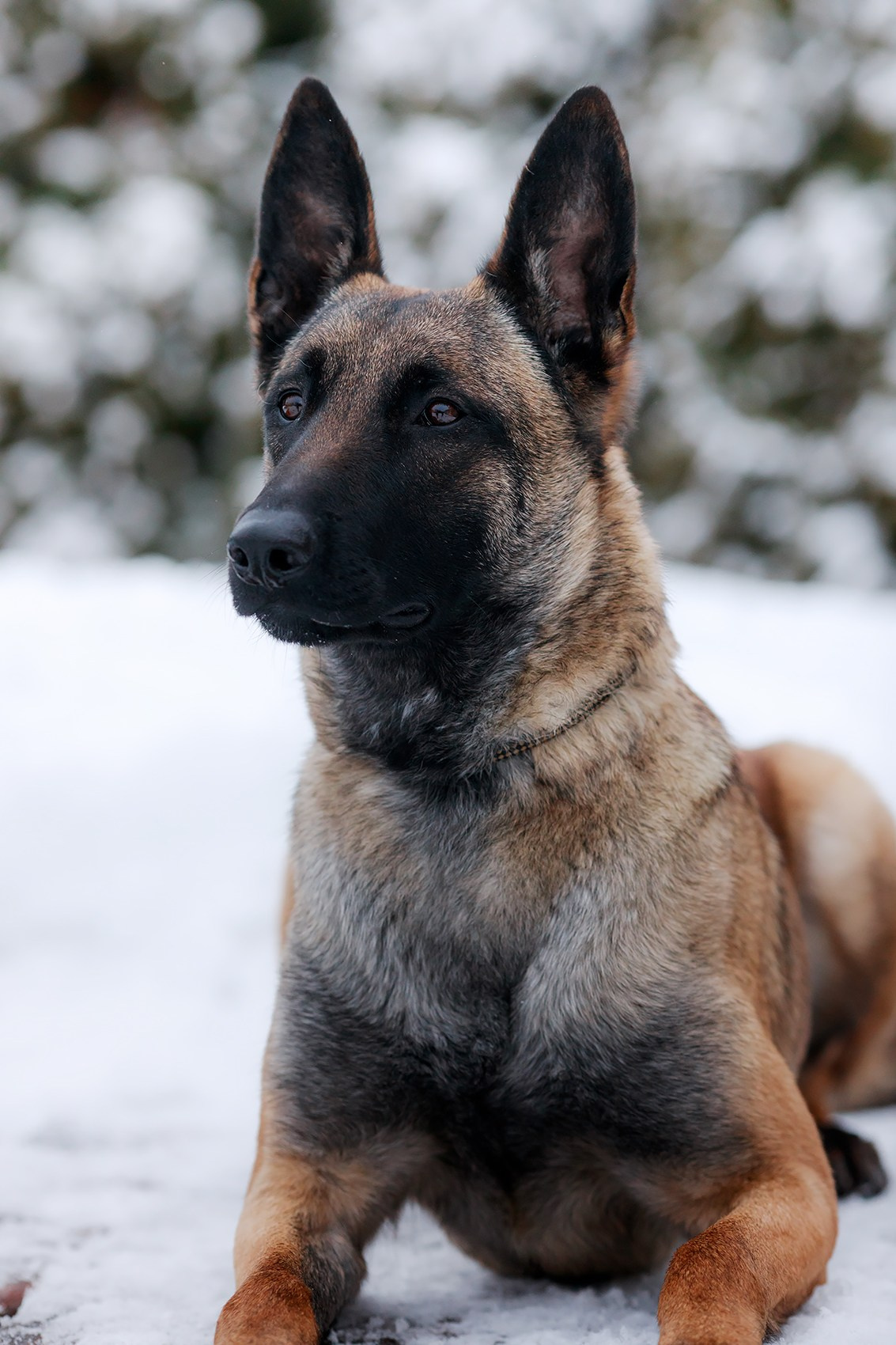 Зимние портреты. Фотограф-анималист Mary Mart — Москва, Питер