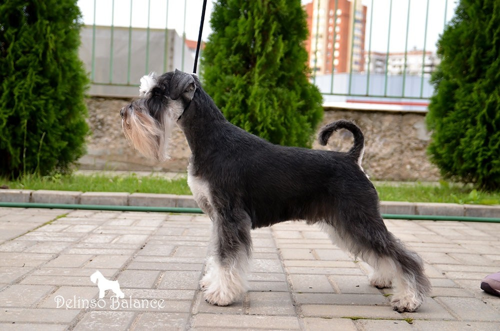 Сема/Delinso Balance Viserion. Питомник цвергшнауцеров в Беларуси «Делинсо Бэлэнс»