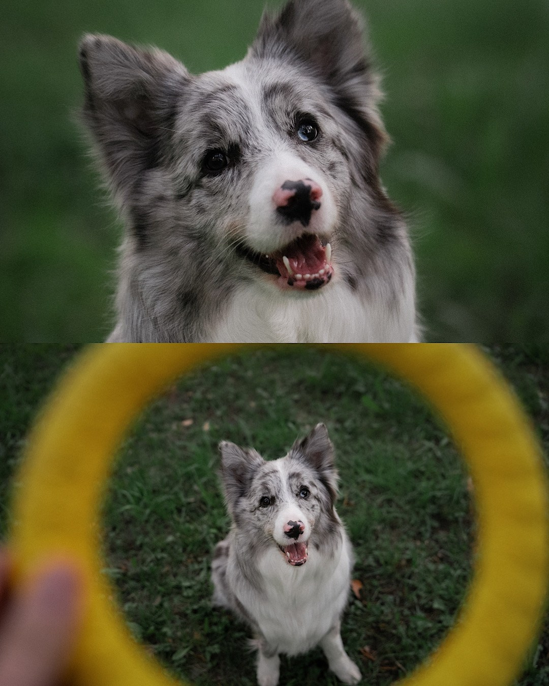 Света, Катрин, Умка. Фотограф анималист в Москве и Санкт-Петербурге Свиридова Анна