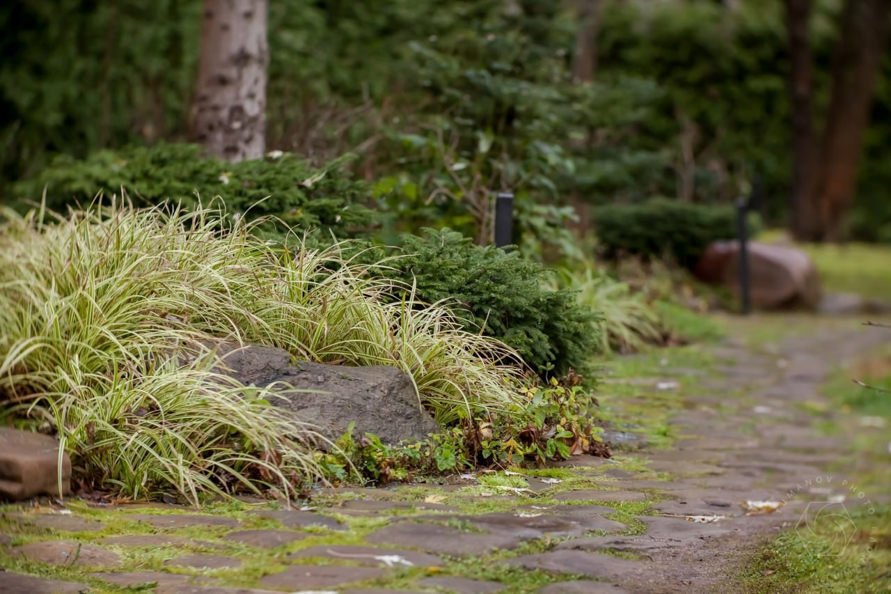 Сад мхов. Виталий Туманов — Ландшафтный фотограф