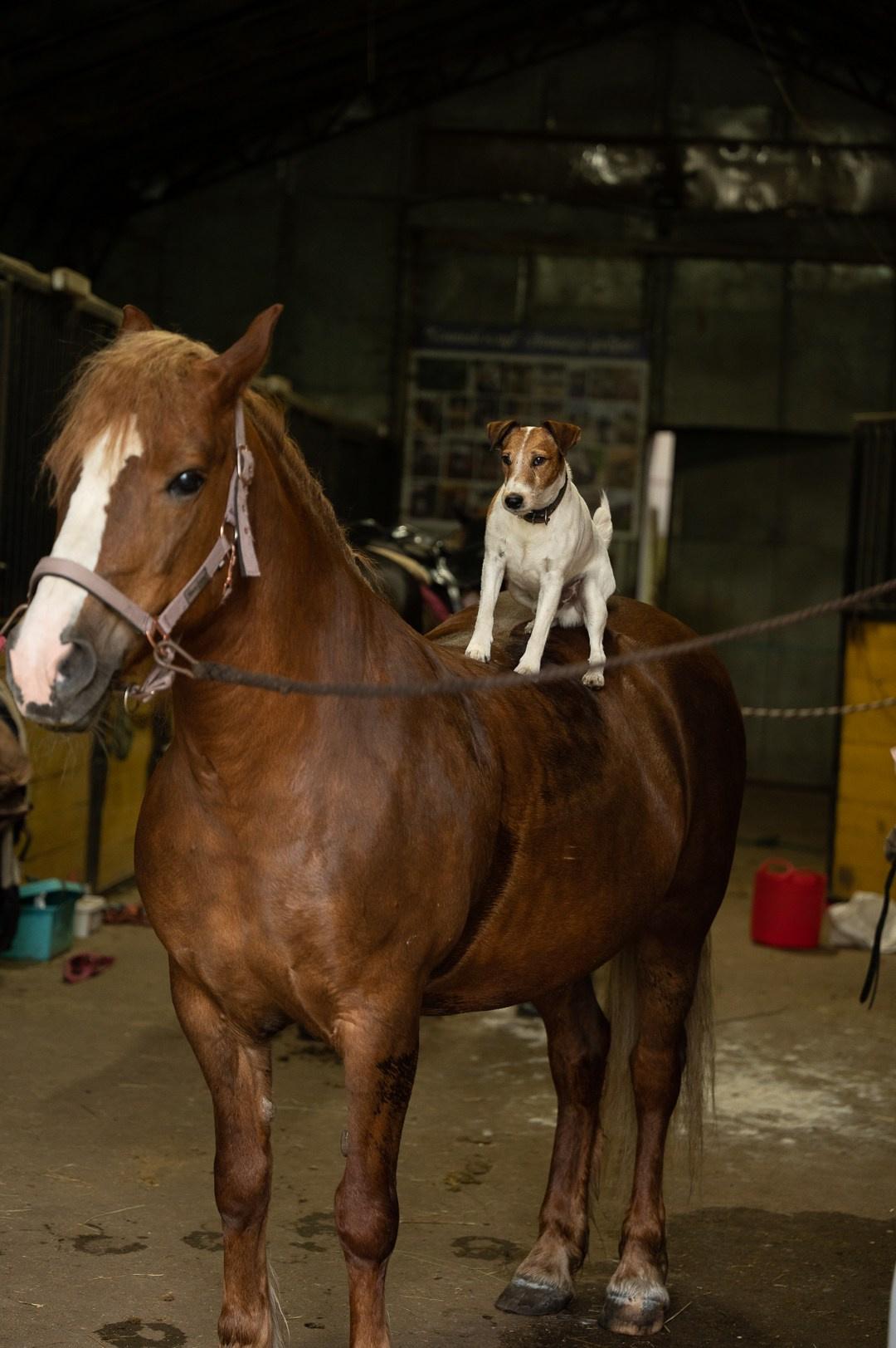 Конюшня. Мир живой фотографии о Вас и для Вас
