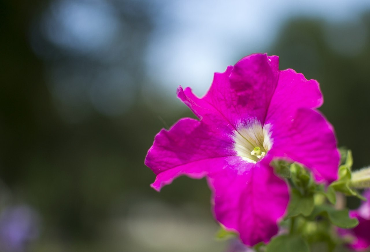 Растения. Артём Голдов — Портретный фотограф ✦ Кошелев Парк ✦ Самара
