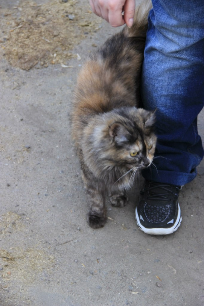 Шашлыки | 01.05.2016. Галерея Фантим