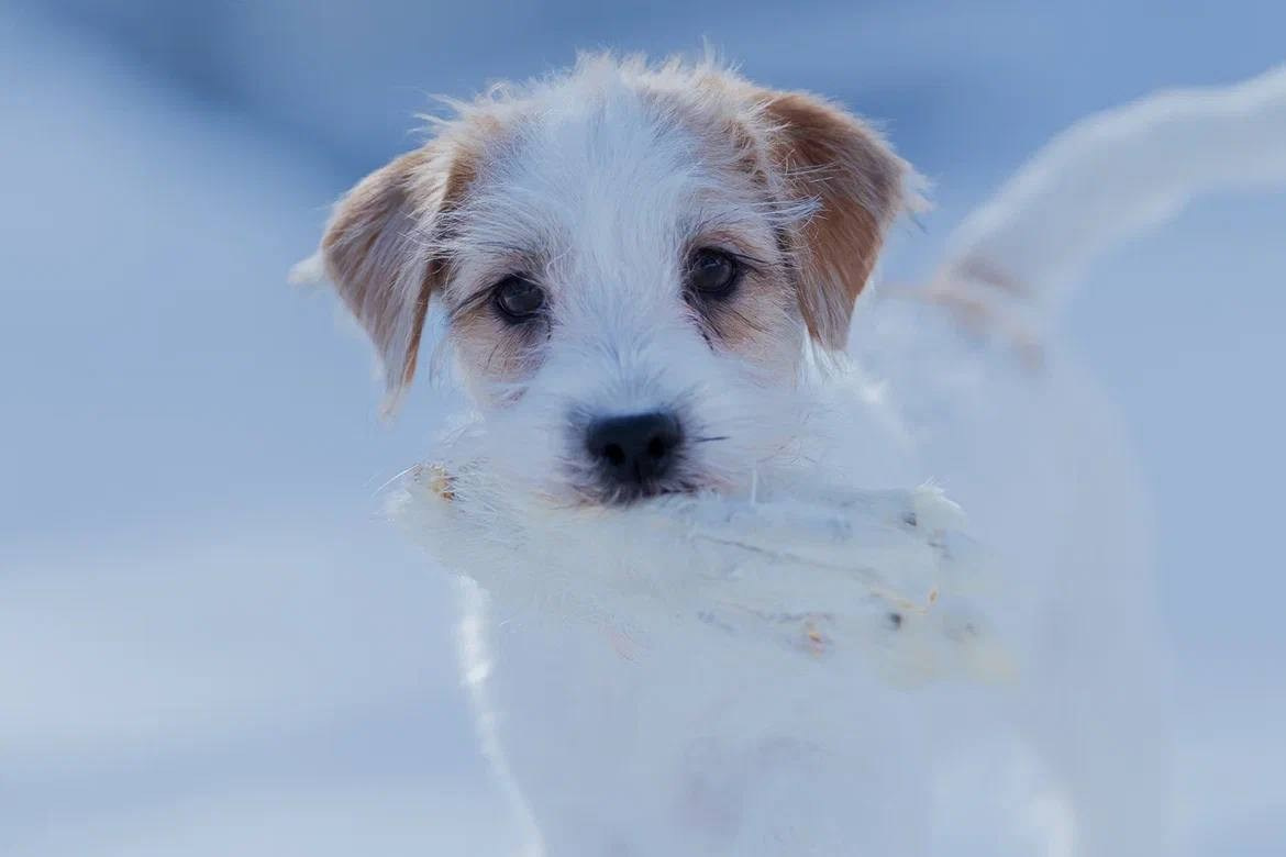 Сука 5. Lovely-Orange питомник джек рассел терьеров