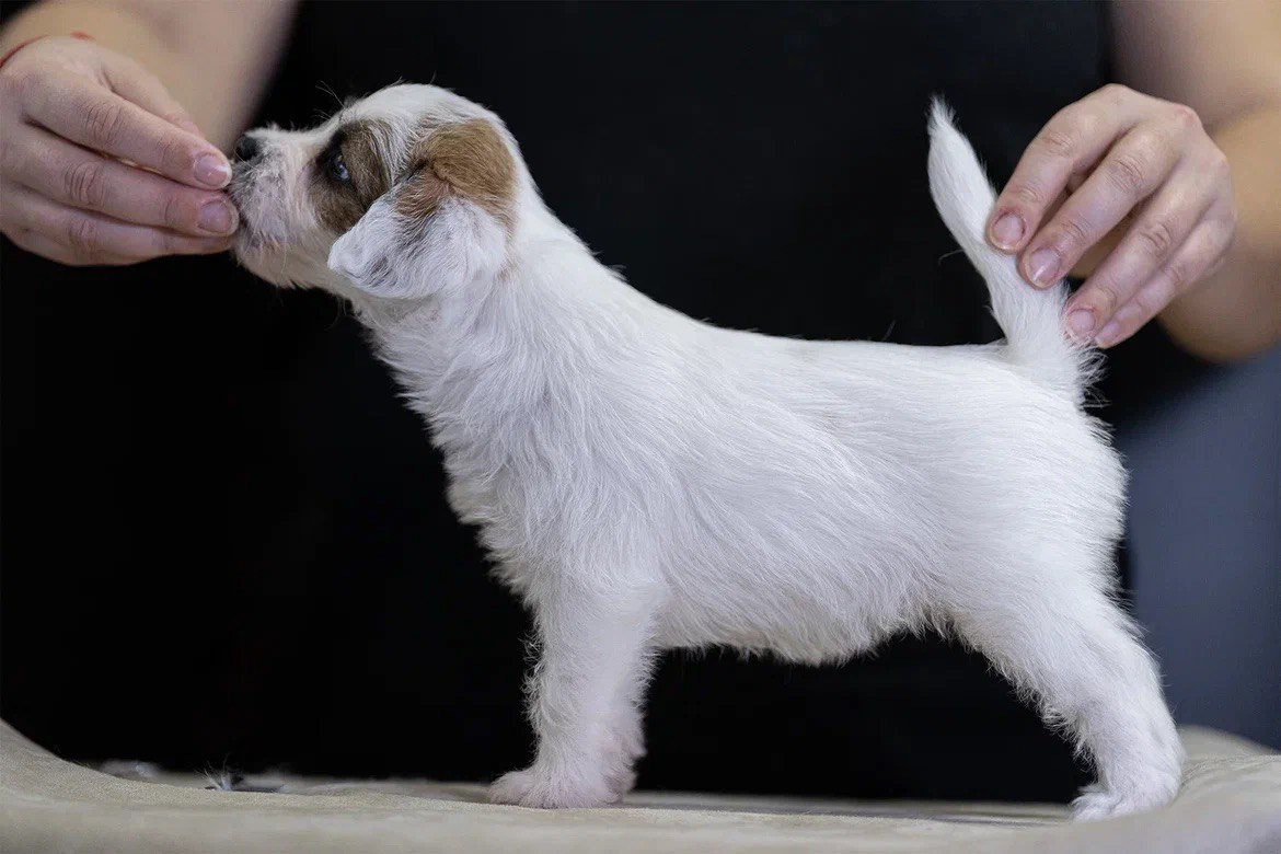 Сука 2. Lovely-Orange питомник джек рассел терьеров