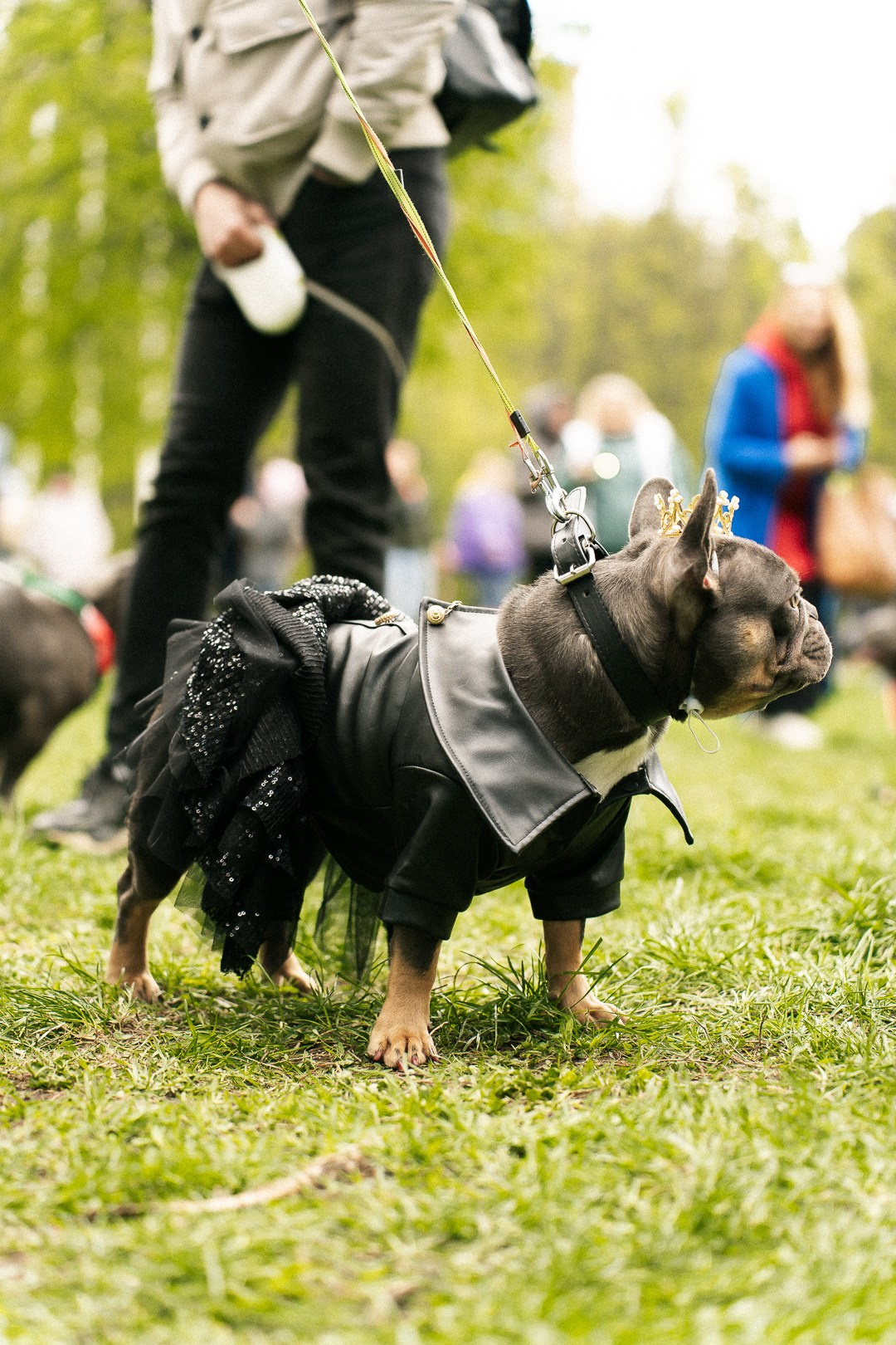 Парад Бульдогов. Axenov_eugene