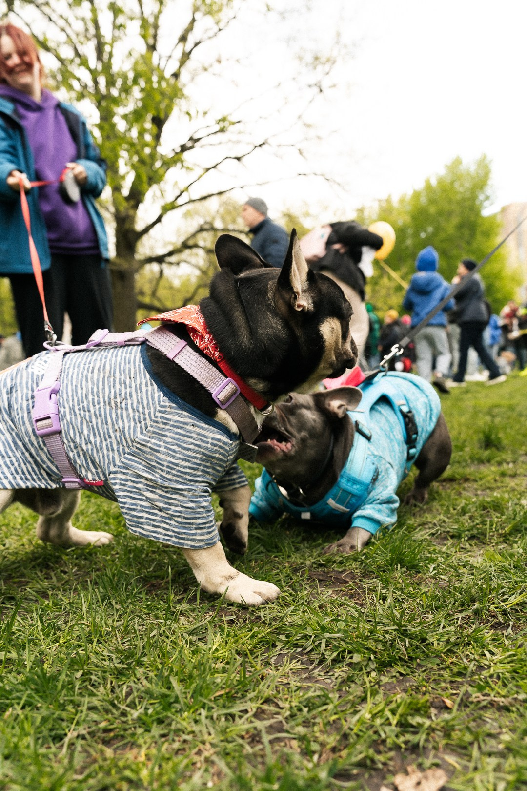 Парад Бульдогов. Axenov_eugene