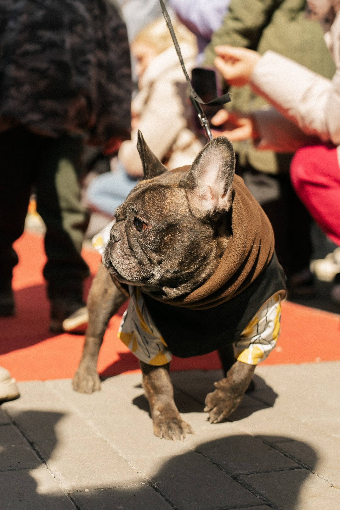 Парад Бульдогов. Axenov_eugene