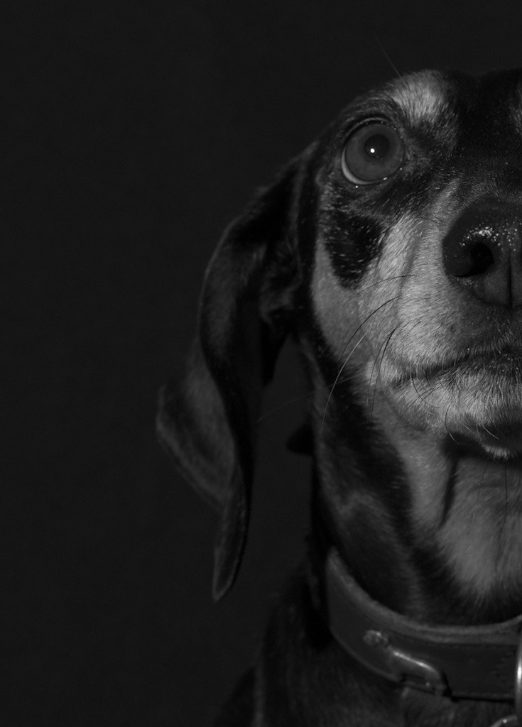 Собака породы Такса. Портрет на черном фоне Фото собаки