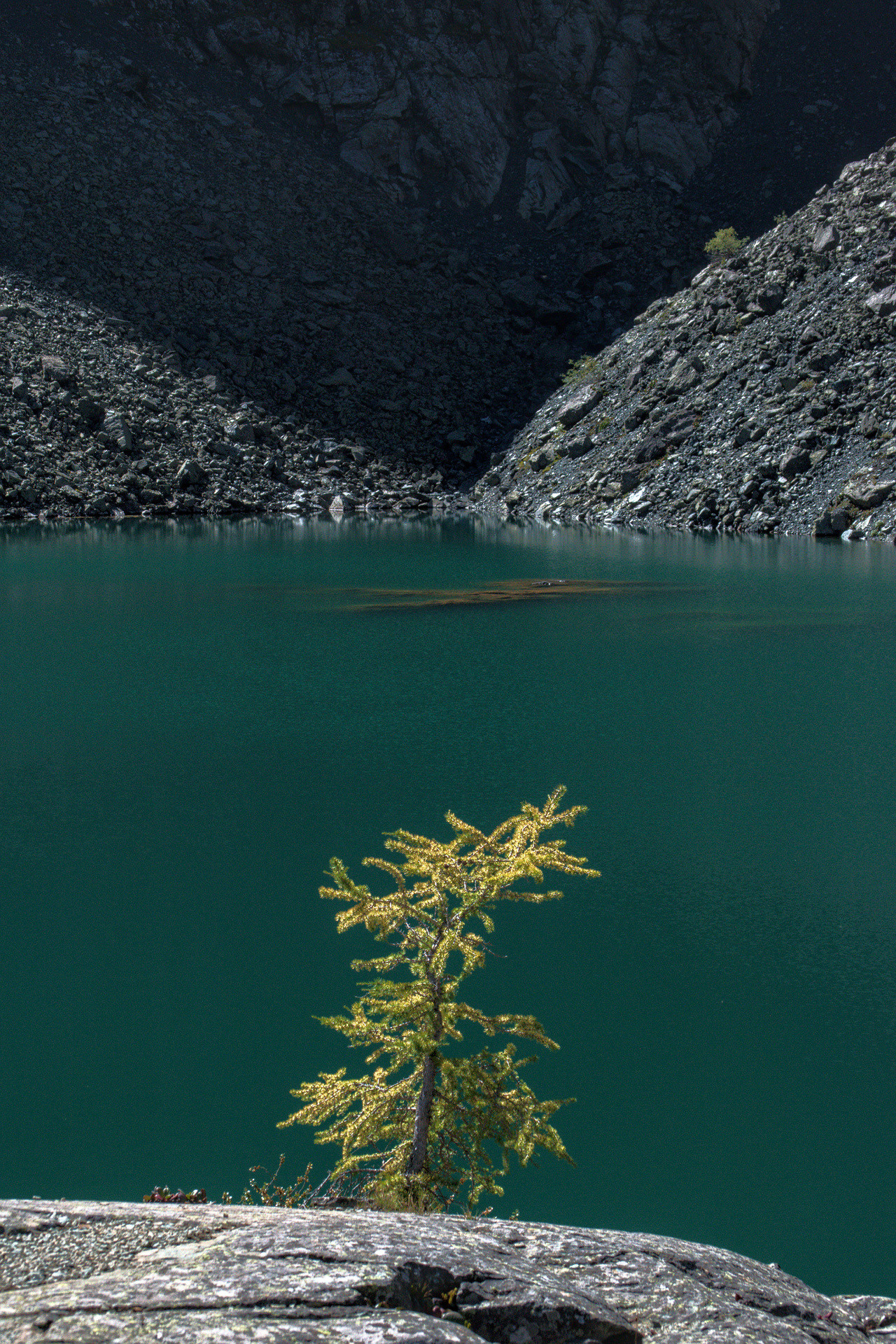 Алтай. Фотограф анималист, пейзажист, спортивные мероприятия. Новосибирск