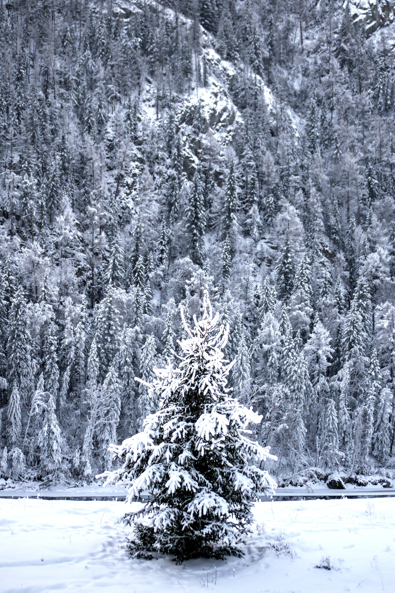Оинокое заснеженное дерево на фоне леса фото Алтай