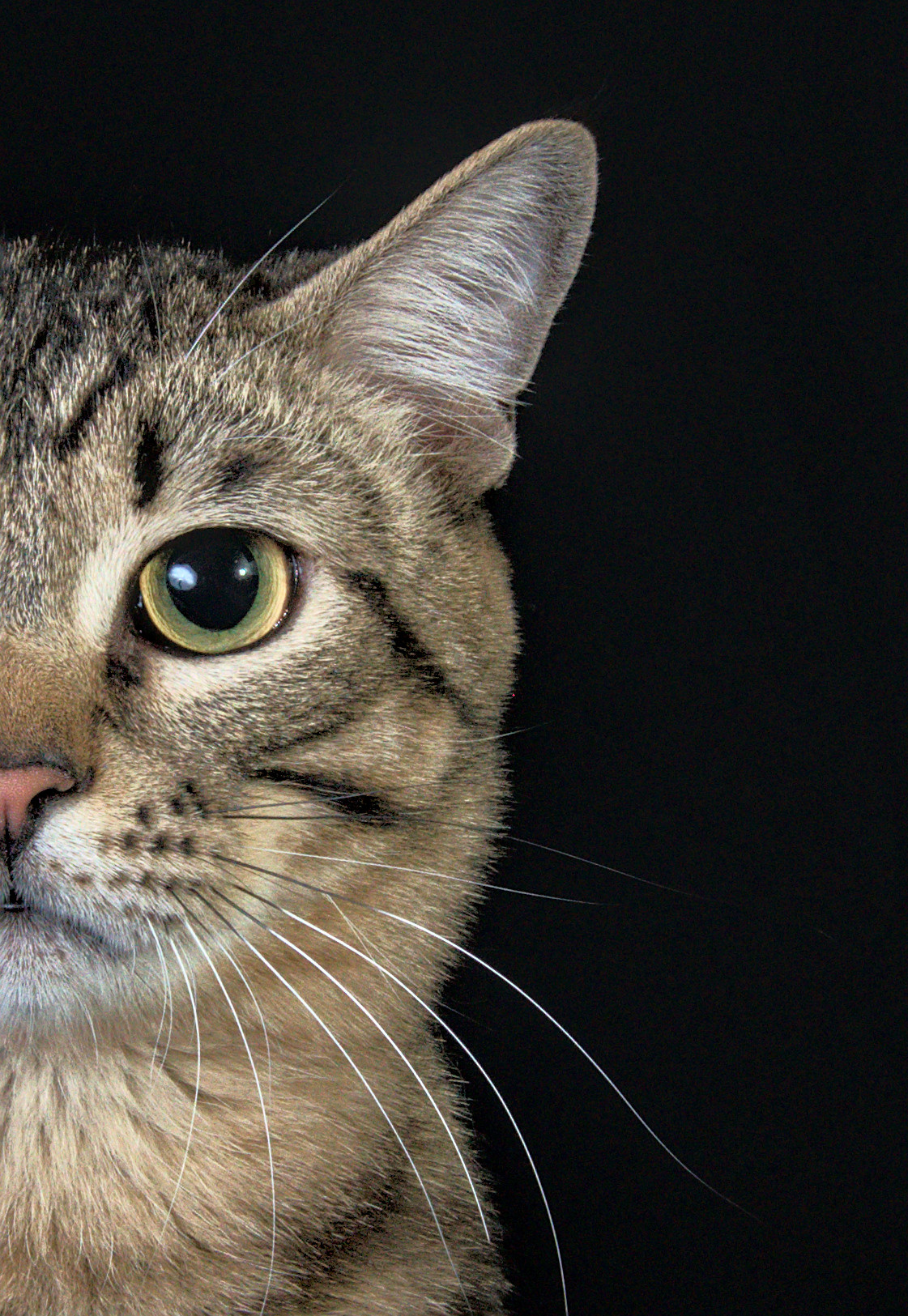 Фото кошки Домашний полосвтый     Портрет на черном фоне