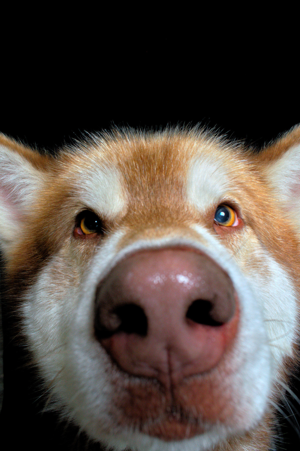 Большой нос рыжего пса Порода Маламут Портрет Фото собаки