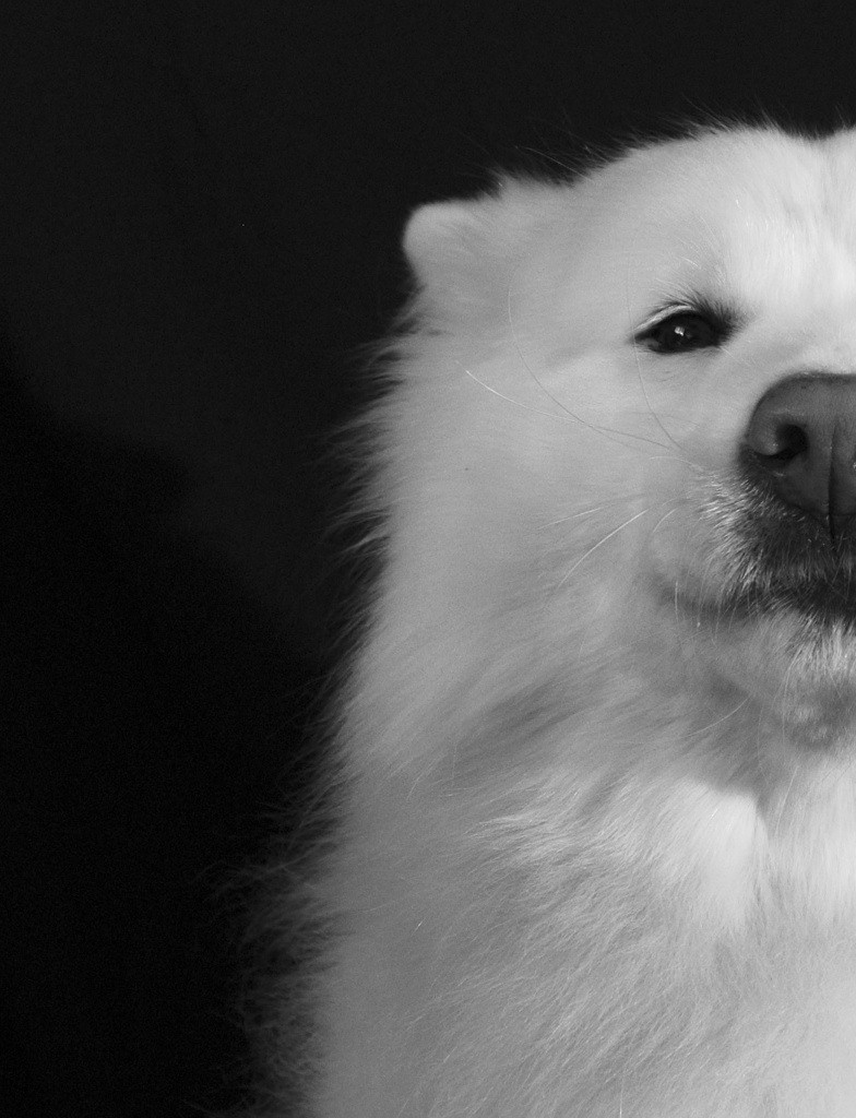 Фото портрет собаки на черном фоне. Лайка. Новосибирск.