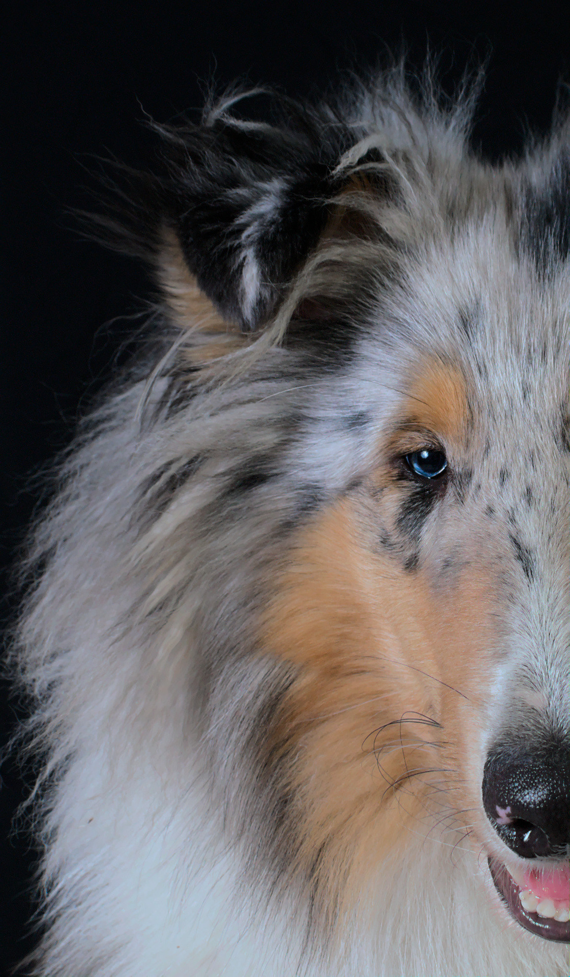 Фото собаки  породы Колли. Портрет на черном фоне