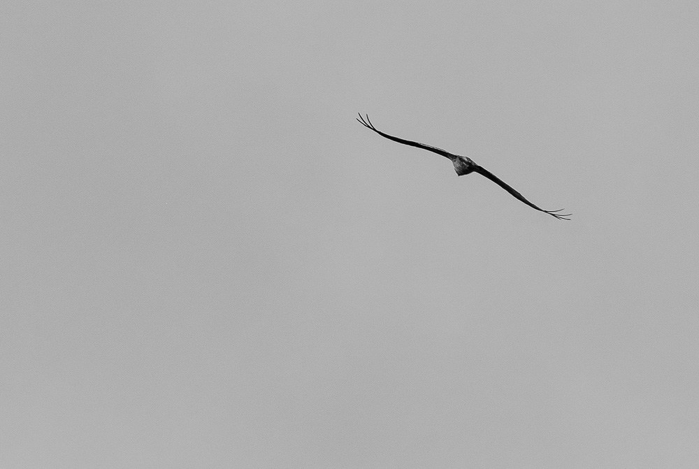 Трейловый бег «Альпиндустрия. Три курорта''. Репортажный фотограф в Красной Поляне и Сочи Павлюченко Екатерина