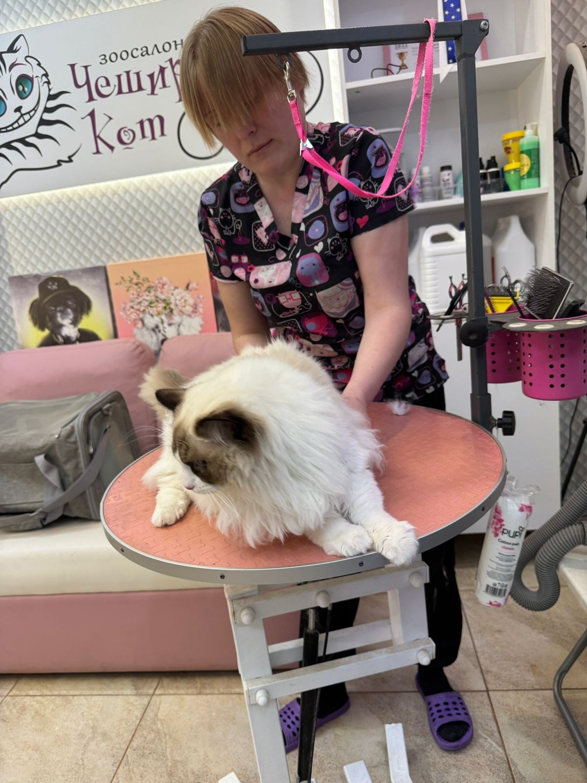 Выпускники Loyal Adore. Питомник рэгдолл Loyal Adore