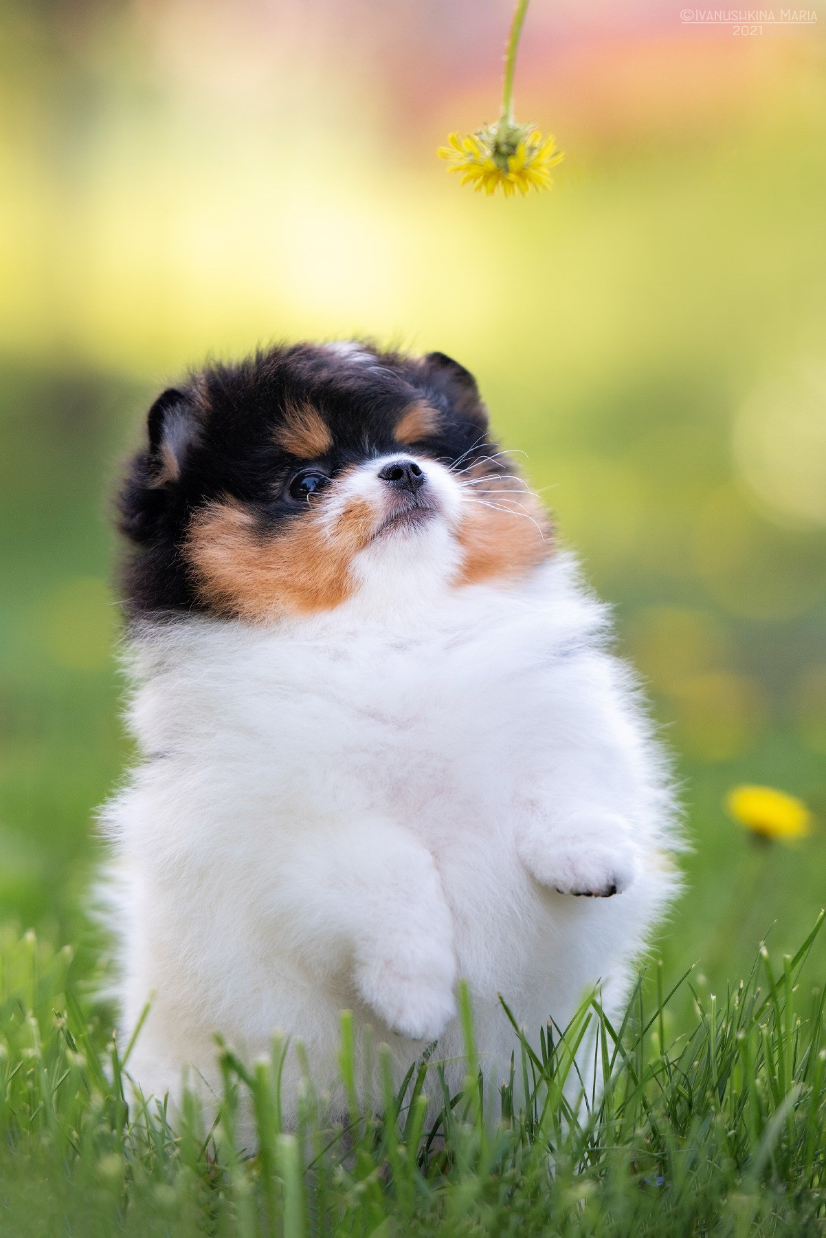 Фотосессия щенков на продажу. Фотограф собак в Москве и Московской области Иванушкина Мария