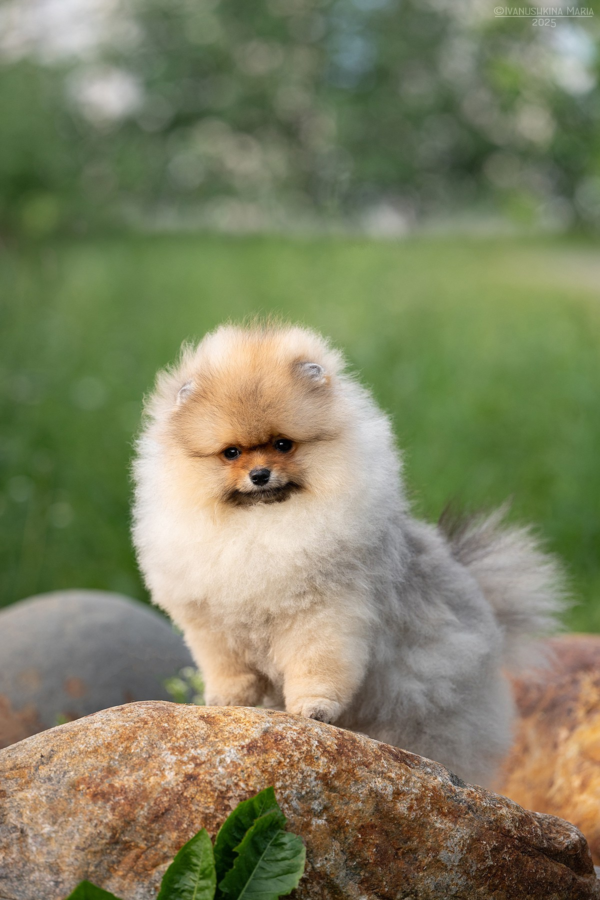 Фотосессия щенков на продажу. Фотограф собак в Москве и Московской области Иванушкина Мария