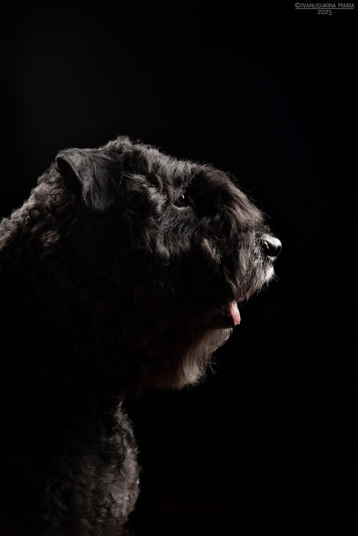 Фотосессия собаки в студии. Фотограф собак в Москве и Московской области Иванушкина Мария