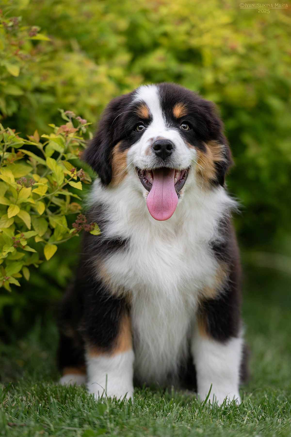 Фотосессия щенков на продажу. Фотограф собак в Москве и Московской области Иванушкина Мария