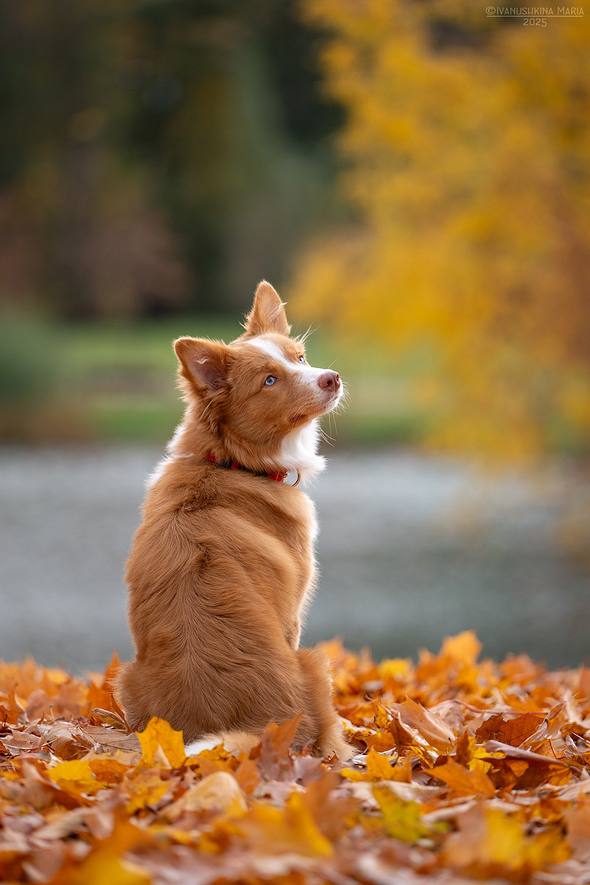 Фотограф-анималист. Фотограф собак в Москве и Московской области Иванушкина Мария